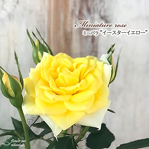 Amazon.co.jp: 予約販売 ミニバラ イースターイエロー 3号ポット